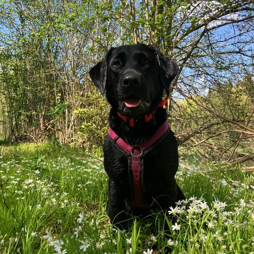 Tia - Therapiehund